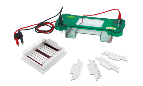 What are the correct steps to perform an Electrophoresis?